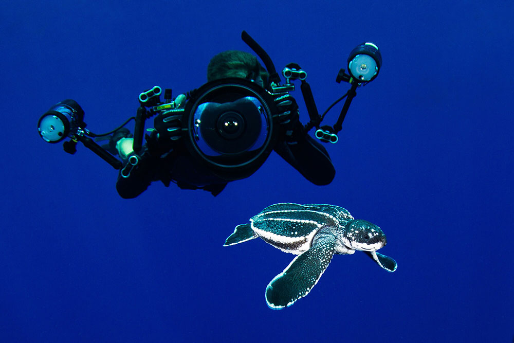 With Sea Turtle