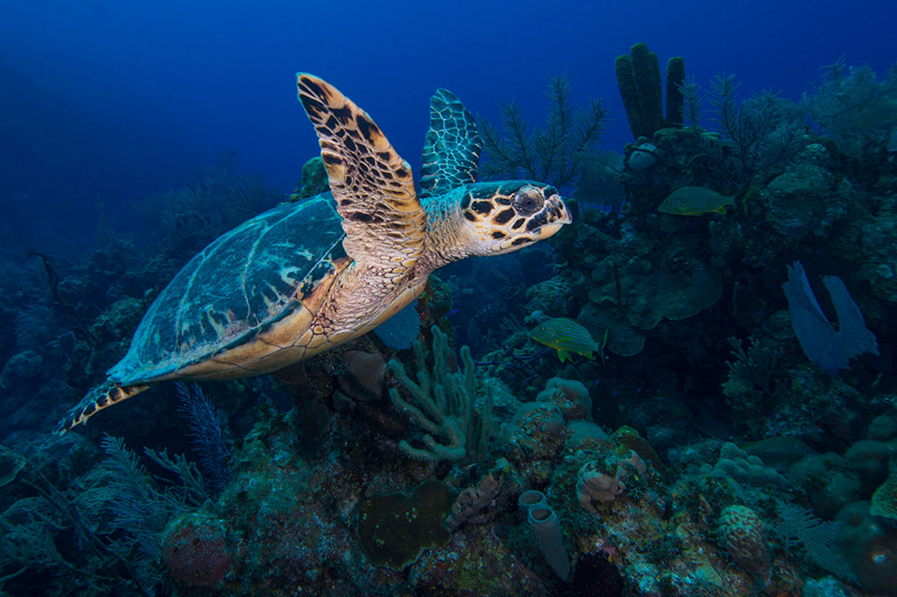 Sea Turtle 4