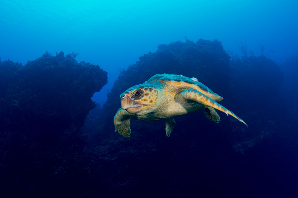 Sea Turtle 5