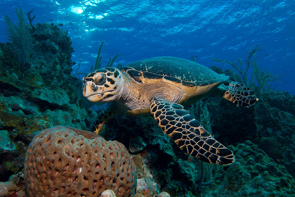 Hawksbill Turtle with Sponge