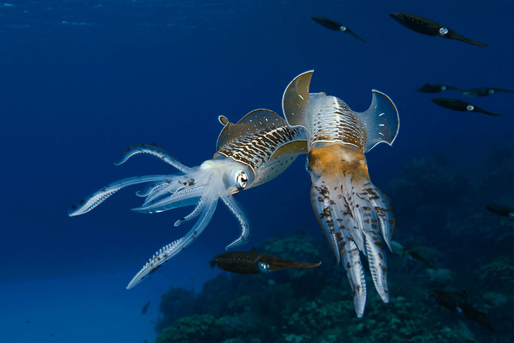 Reef Squids 2