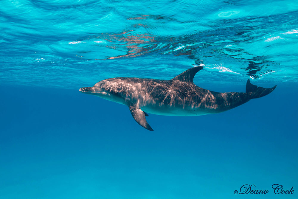 Spotted Bottlenose Dolphin