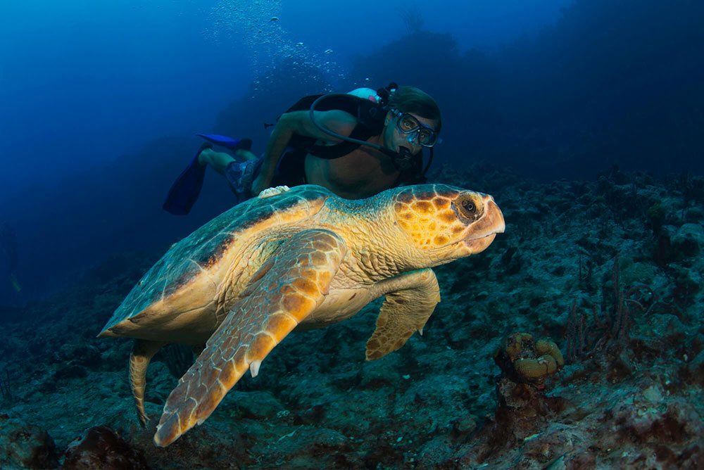 Sea Turtle with a Diver