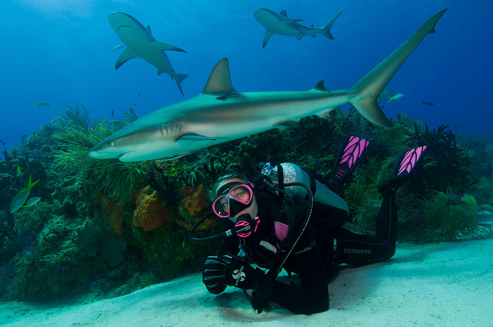 Shark with a Diver