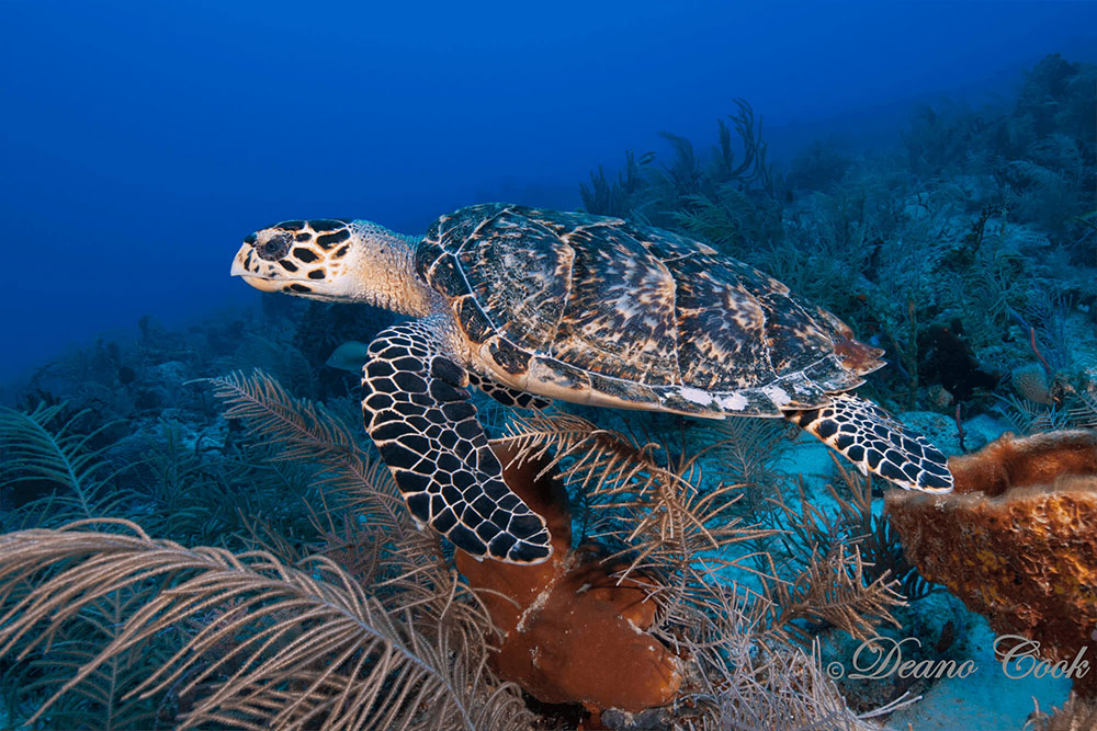 Hawksbill Turtle in Coral