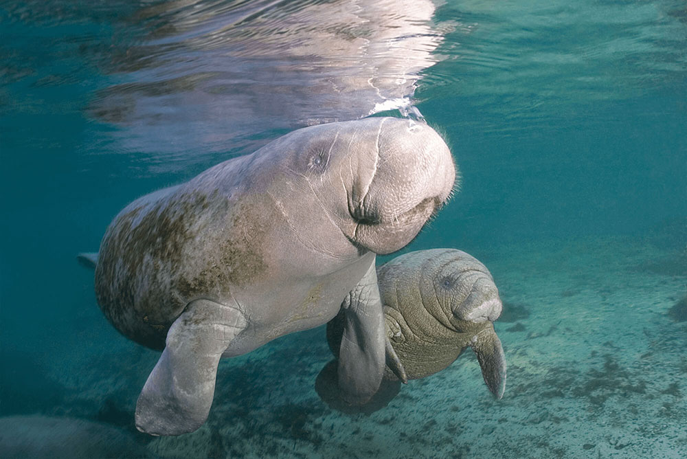 Manatee Mother and Child