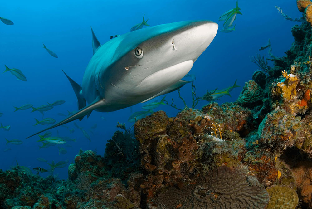 Reef Shark with Scar