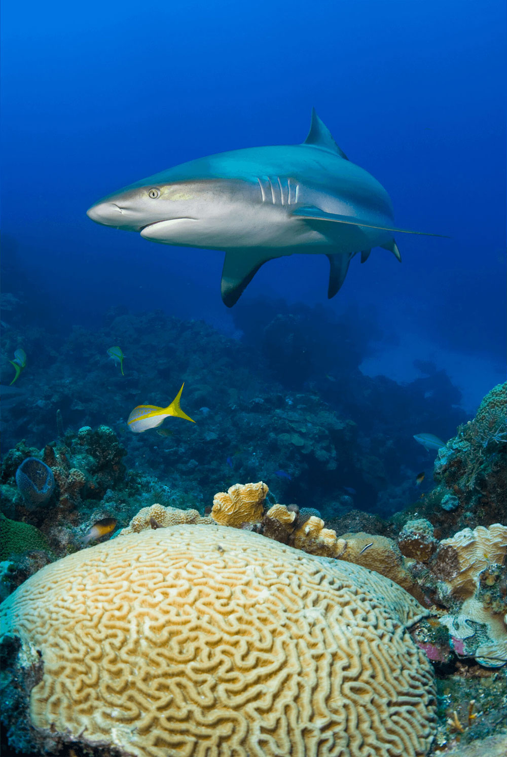 Reef Shark and Brain Coral