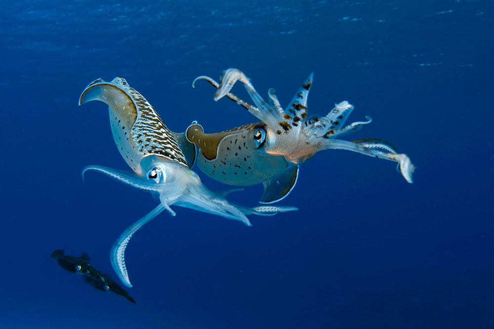 Reef Squids