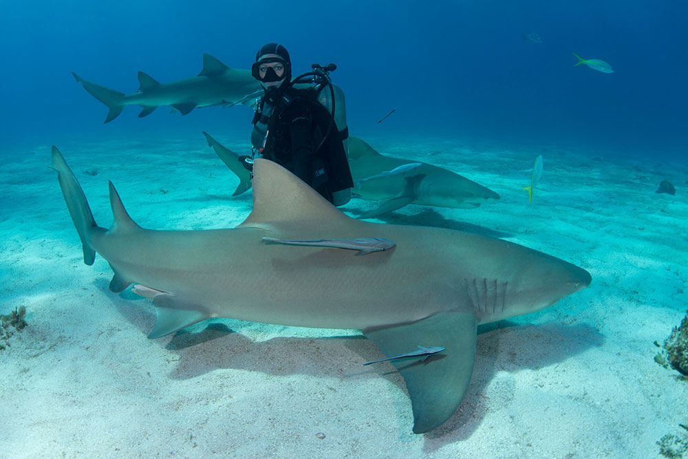 With Enormous Sharks
