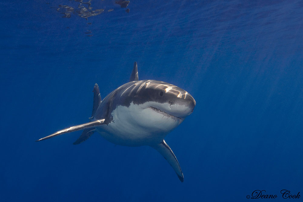 White Shark Guadalupe